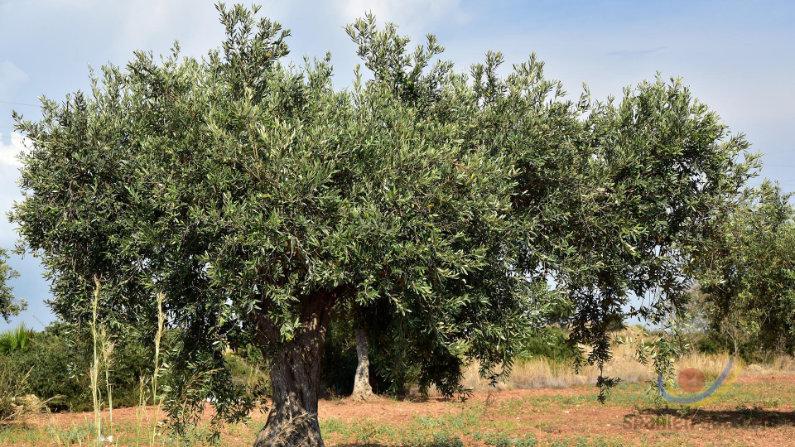 Katalonien Oliven