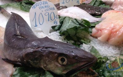 Spanische Fische auf Deutsch – Kleines Wörterbuch für den Fischeinkauf