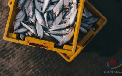Fische und Fakten – Seelachs, Makrele und Hering