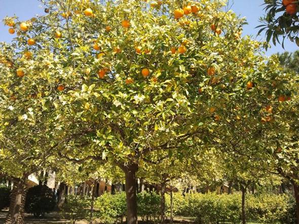 Orangenblüte im Land Valencia