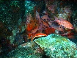 Riff von San Pedro / Spanien – Tauchgebiete